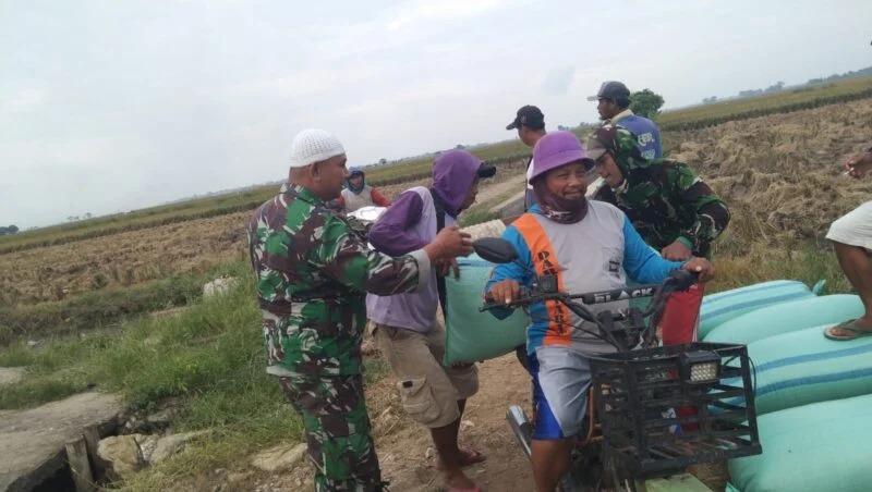 Babinsa Koramil 1603 Lohbener Melaksanakan Pendampingan Pertanian Desa Sukadadi